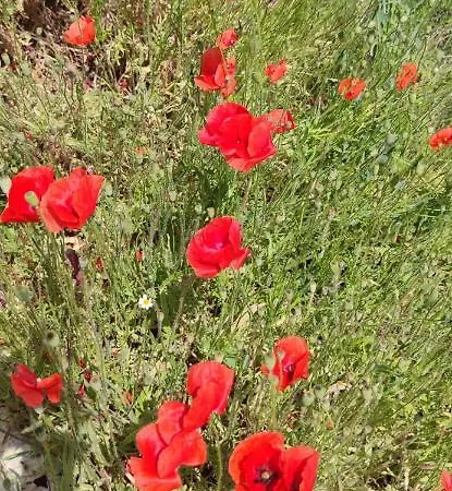 Casa Moreno * El Cuervo (Aragon)